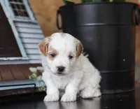Milo, a male Maltipoo for sale in Fresno, OH – 3 of 4