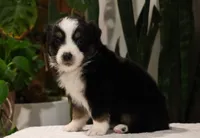 Demi, a female Miniature Australian Shepherd for sale in Fresno, OH – Photo 1 of 4