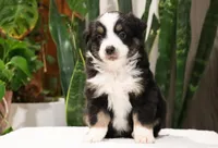 Demi, a female Miniature Australian Shepherd for sale in Fresno, OH – Photo 4 of 4