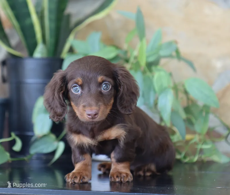 Una – Miniature Dachshund puppy for sale in Fresno, OH