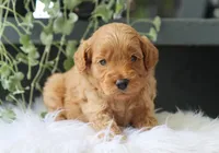 Albus, a male Miniature Goldendoodle for sale in Fresno, OH – 7 of 7