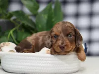 Simon, a male Miniature Dachshund for sale in Fresno, OH – 4 of 5