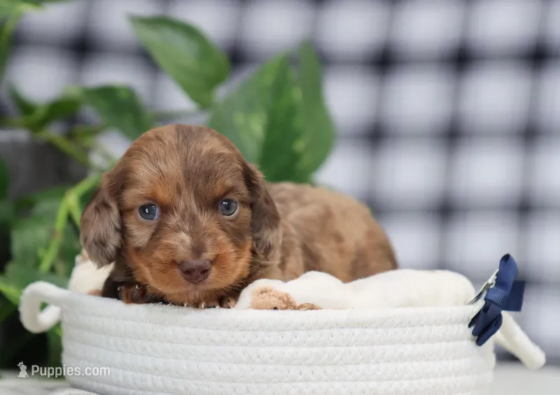 Simon – Miniature Dachshund puppy on hold in Fresno, OH