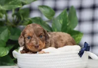 Simon, a male Miniature Dachshund for sale in Fresno, OH – 3 of 5