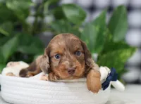 Simon, a male Miniature Dachshund for sale in Fresno, OH – 5 of 5