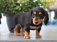 Khloe, a female Miniature Dachshund for sale in Fresno, OH – 4 of 5