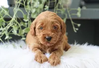 Aamir, a male Miniature Goldendoodle for sale in Fresno, OH – 4 of 5