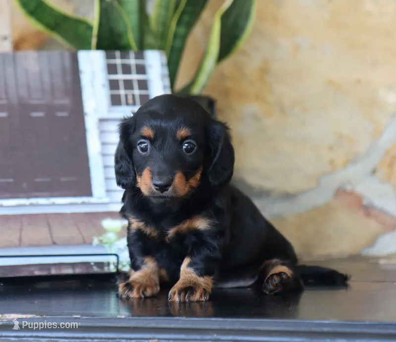 Olya – Miniature Dachshund puppy for sale in Fresno, OH