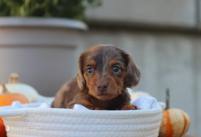 Lucy – Miniature Dachshund puppy for sale in Fresno, OH