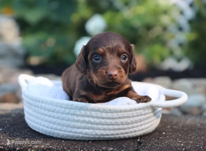 Una – Miniature Dachshund puppy for sale in Fresno, OH