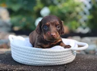 Una, a female Miniature Dachshund for sale in Fresno, OH – 1 of 4