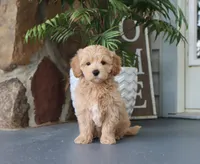 Seth, a male Maltipoo for sale in Fresno, OH – 2 of 5