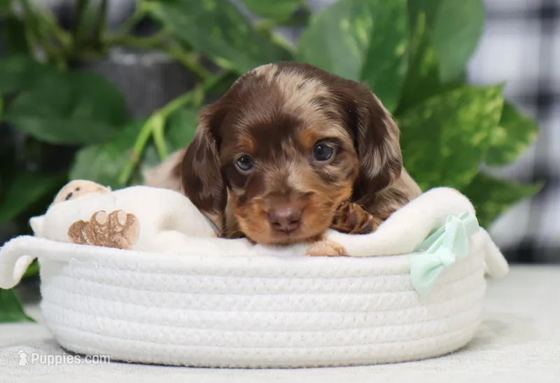 Omir – Miniature Dachshund puppy on hold in Fresno, OH