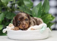 Omir, a male Miniature Dachshund for sale in Fresno, OH – 4 of 7