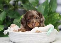 Omir, a male Miniature Dachshund for sale in Fresno, OH – 3 of 7