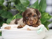 Omir, a male Miniature Dachshund for sale in Fresno, OH – 7 of 7