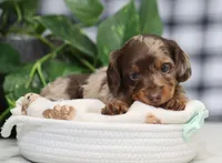 Omir, a male Miniature Dachshund for sale in Fresno, OH – 6 of 7