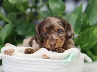 Omir, a male Miniature Dachshund for sale in Fresno, OH – 5 of 7