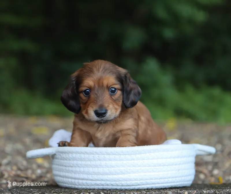 Violet – Miniature Dachshund puppy for sale in Fresno, OH