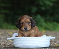 Violet, a female Miniature Dachshund for sale in Fresno, OH – 1 of 4