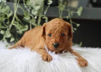 Amelia, a male Miniature Goldendoodle for sale in Fresno, OH – 2 of 4