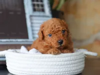 Sammy, a male Maltipoo for sale in Fresno, OH – 5 of 5
