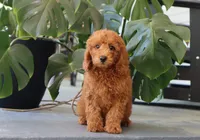 Inez, a female Miniature Goldendoodle for sale in Fresno, OH – 3 of 5