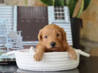 Scott, a male Maltipoo for sale in Fresno, OH – 4 of 4