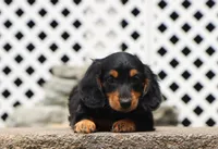 Myles, a male Miniature Dachshund for sale in Fresno, OH – 3 of 4