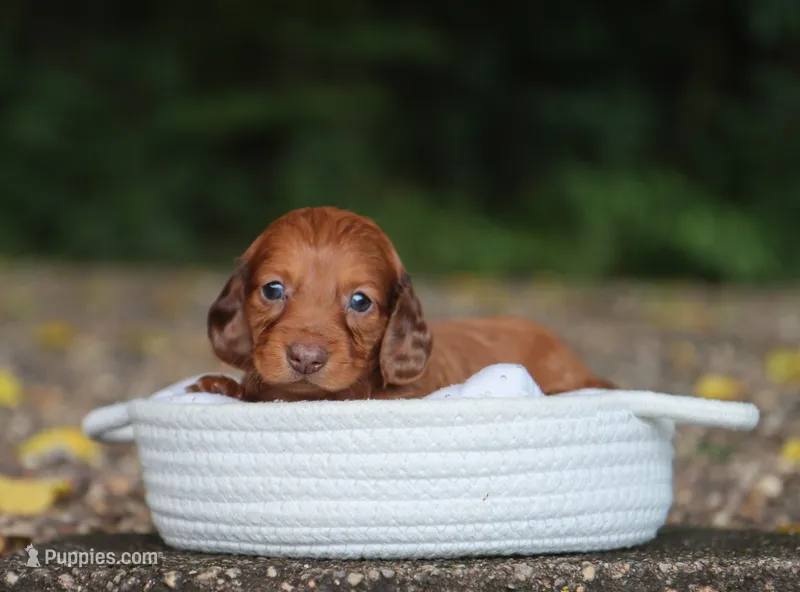 Autumn – Miniature Dachshund puppy for sale in Fresno, OH