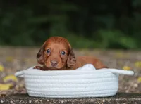 Autumn, a female Miniature Dachshund for sale in Fresno, OH – 1 of 4