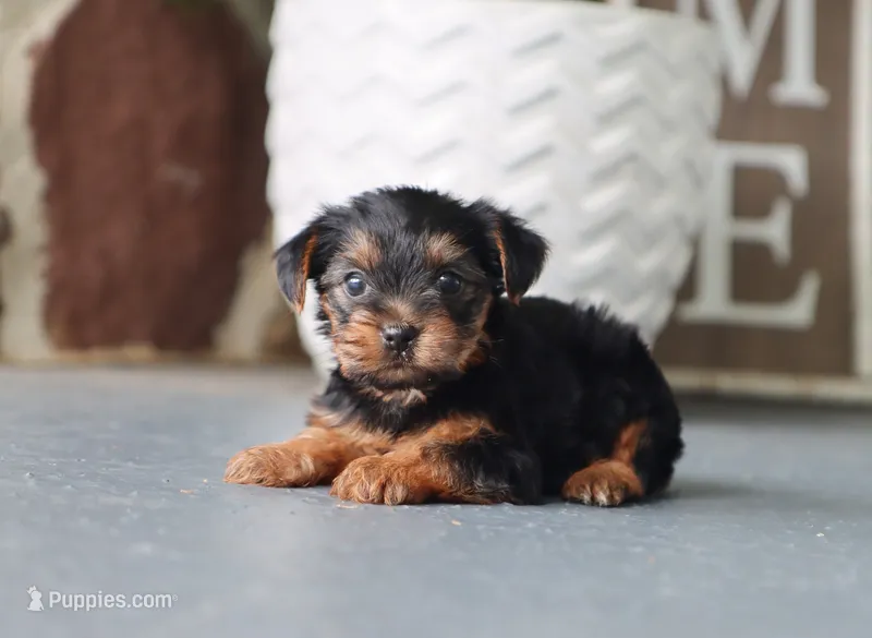 Evelyn – Yorkshire Terrier puppy for sale in Fresno, OH