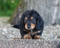 Carrie, a female Miniature Dachshund for sale in Fresno, OH – 4 of 5