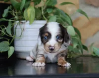 Dakota, a male Miniature Dachshund for sale in Fresno, OH – 5 of 7