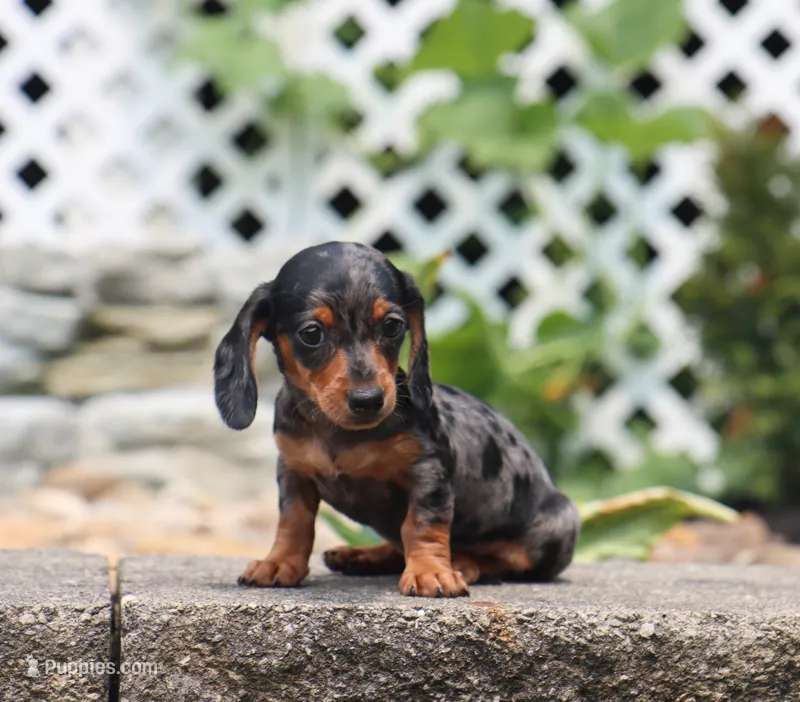 Ike – Miniature Dachshund puppy for sale in Fresno, OH