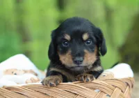 Walter, a male Miniature Dachshund for sale in Fresno, OH – 2 of 6