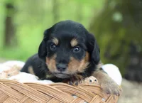 Walter, a male Miniature Dachshund for sale in Fresno, OH – 5 of 6