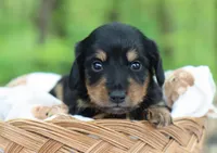 Walter, a male Miniature Dachshund for sale in Fresno, OH – 3 of 6
