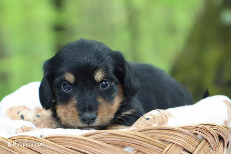 Walter – Miniature Dachshund puppy for sale in Fresno, OH
