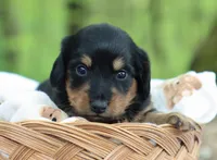 Walter, a male Miniature Dachshund for sale in Fresno, OH – 6 of 6