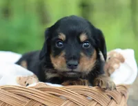 Walter, a male Miniature Dachshund for sale in Fresno, OH – 4 of 6