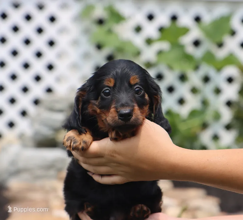 Gunner – Miniature Dachshund puppy for sale in Fresno, OH