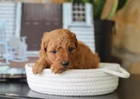 Sawyer, a male Maltipoo for sale in Fresno, OH – 2 of 5