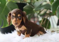 Kai, a male Dachshund for sale in Fresno, OH – 2 of 4