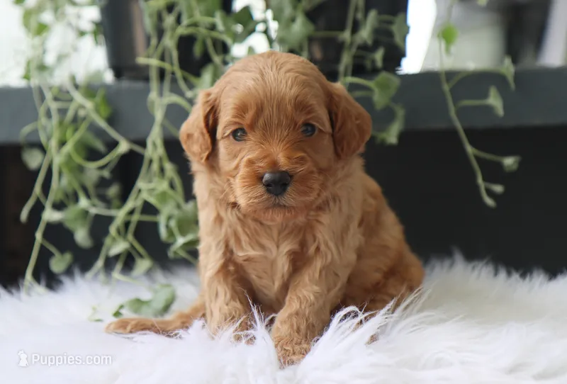 Albus – Miniature Goldendoodle puppy for sale in Fresno, OH