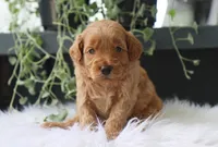 Albus, a male Miniature Goldendoodle for sale in Fresno, OH – 1 of 7