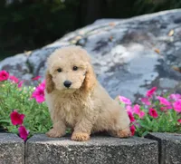 Silas, a male Maltipoo for sale in Fresno, OH – 2 of 3