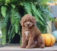 Jess, a male Poodle - Miniature  for sale in Fresno, OH – 6 of 6