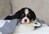 Kendra, a male Cavalier King Charles Spaniel for sale in Fresno, OH – 2 of 3