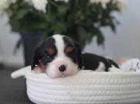 Nova, a female Cavalier King Charles Spaniel for sale in Fresno, OH – 3 of 3